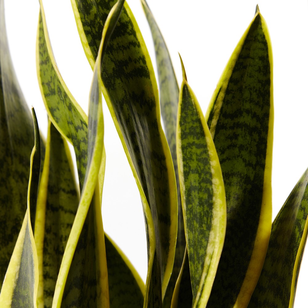 Сансевиерия Лауренти