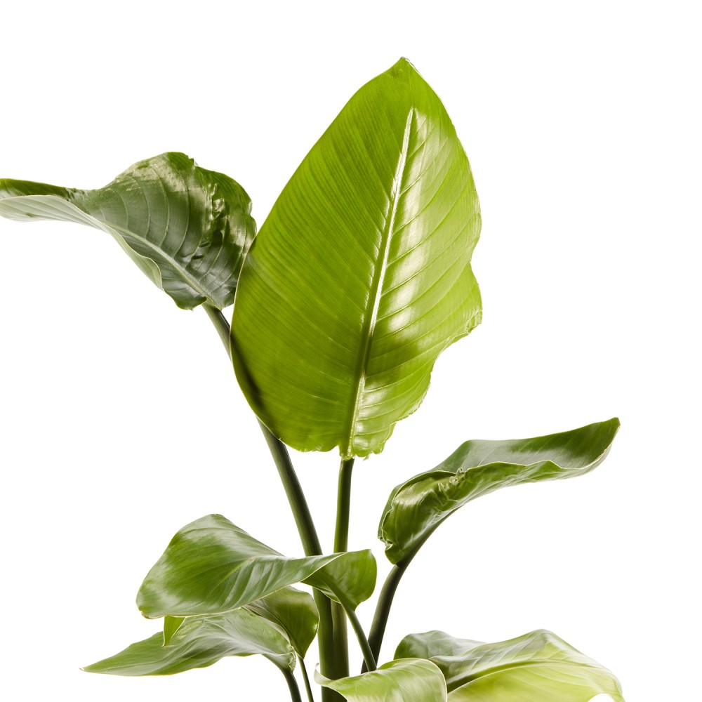 Стрелиция Николая Стрелиция Николая