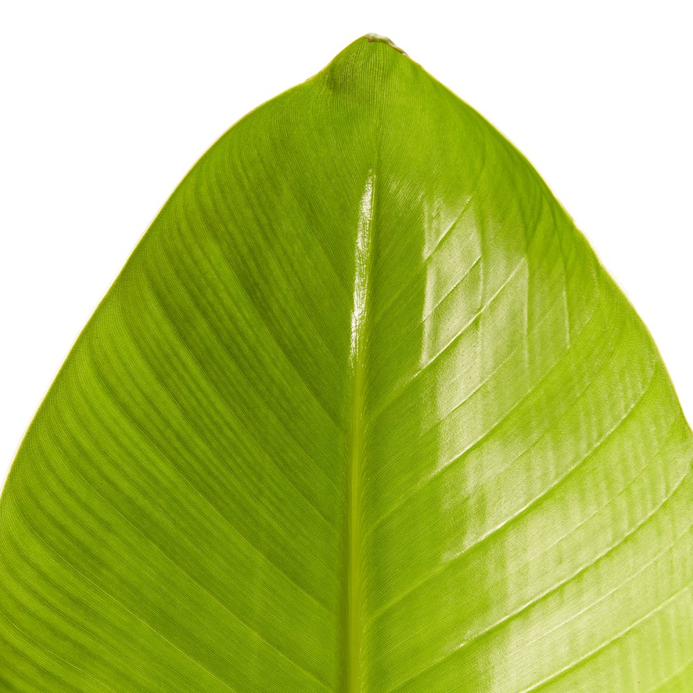 Стрелиция Николая Стрелиция Николая