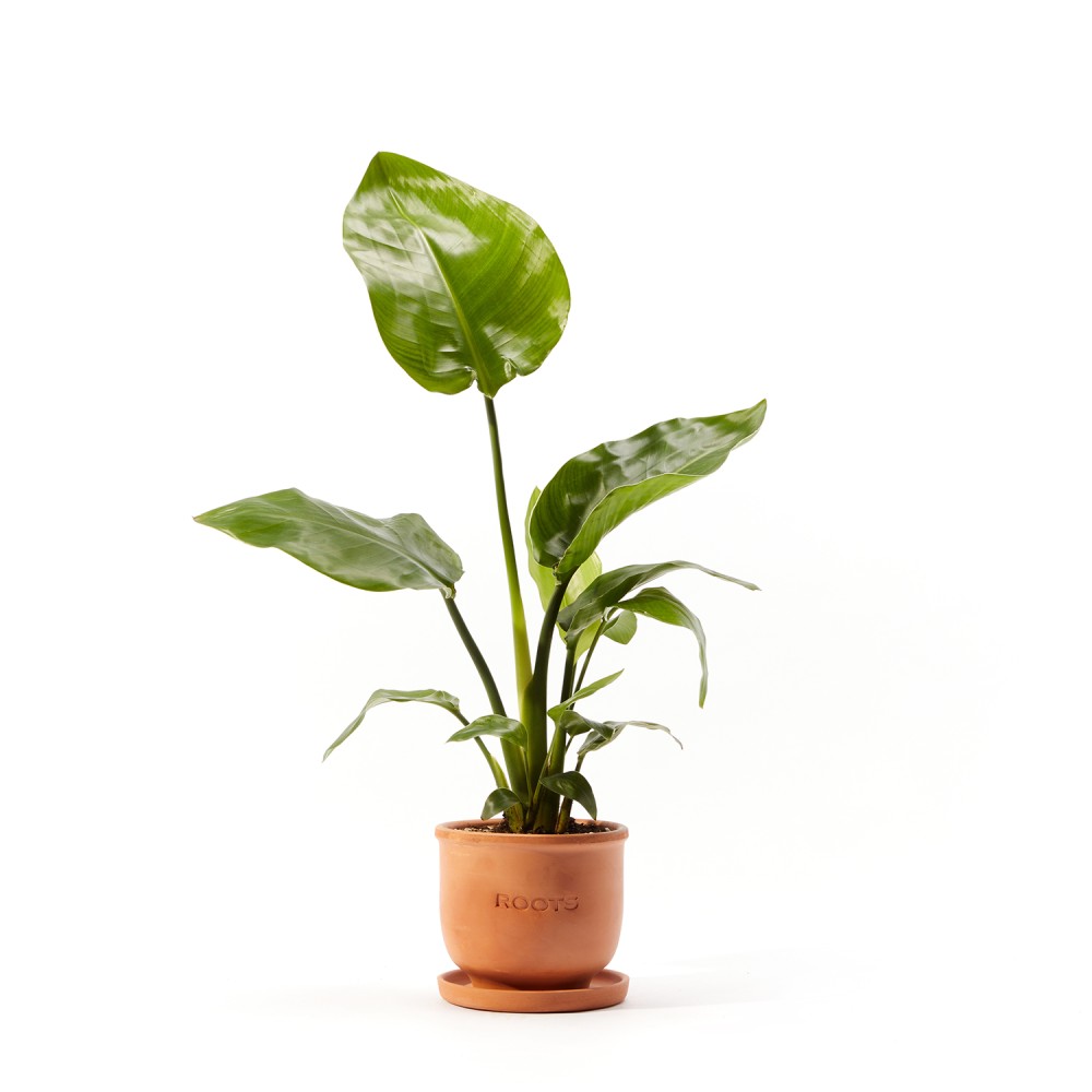 Стрелиция Николая Стрелиция Николая