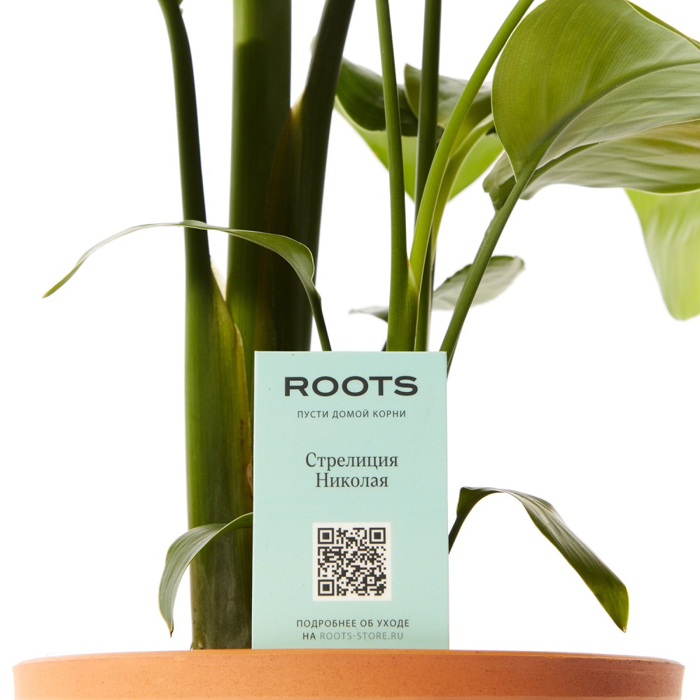 Стрелиция Николая