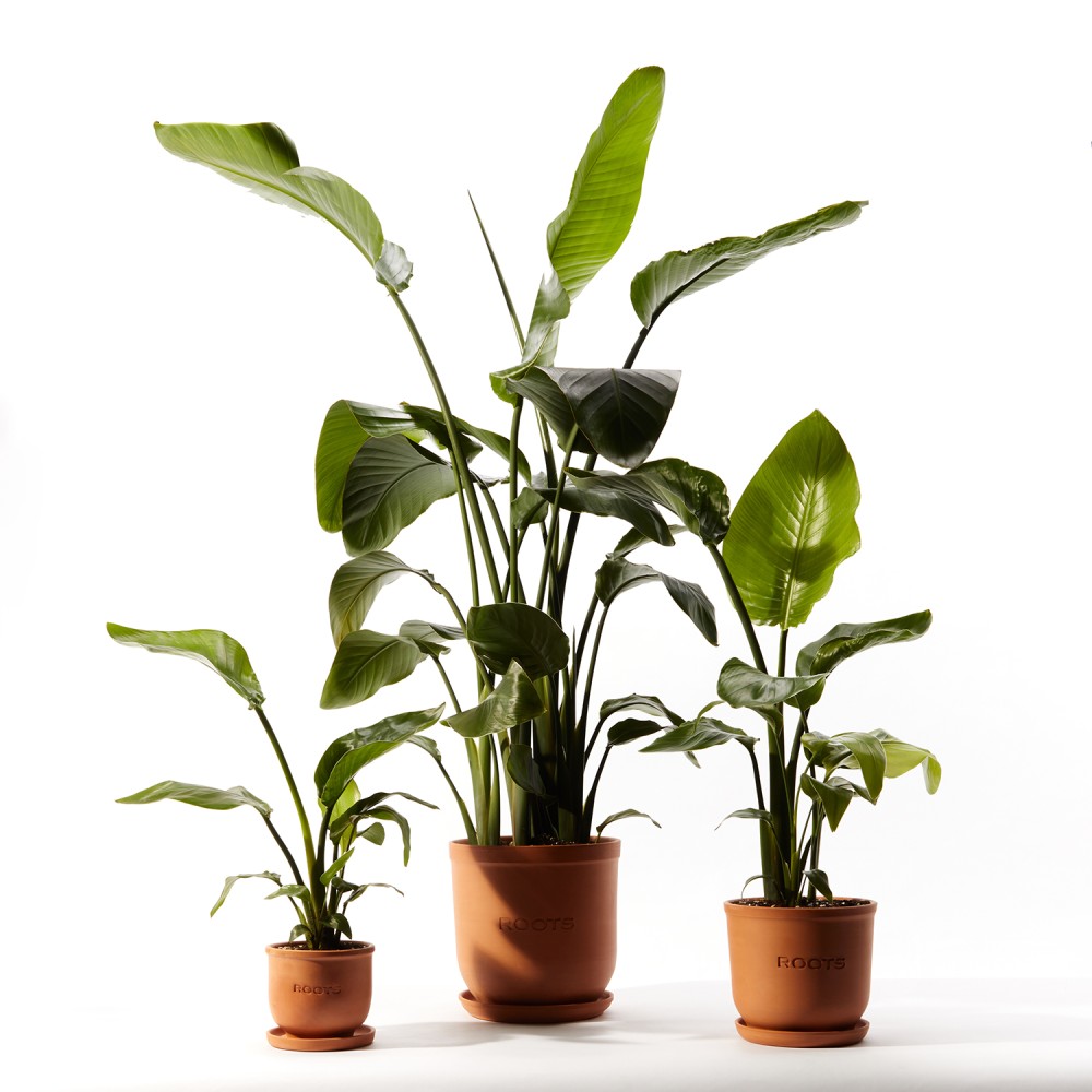 Стрелиция Николая