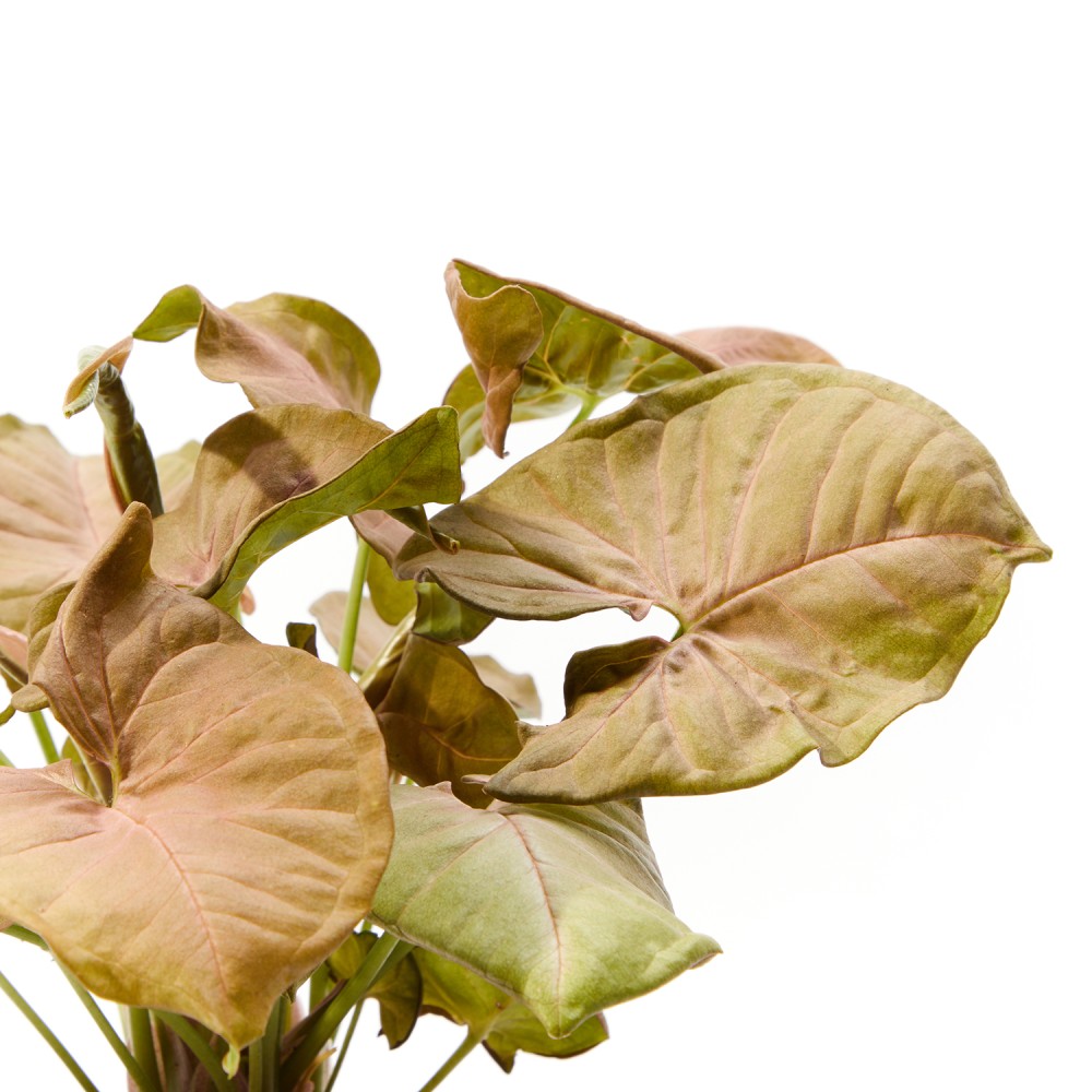 Сингониум Ред Харт Сингониум Ред Харт