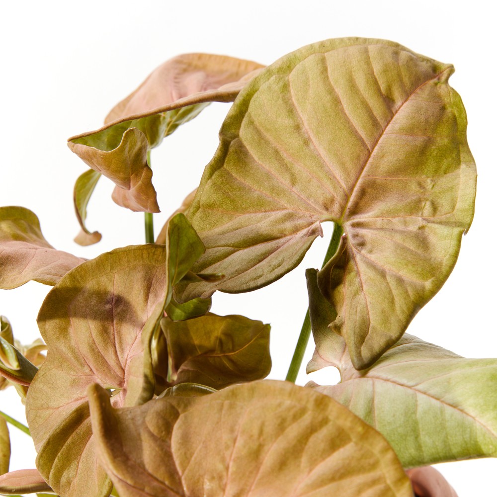 Сингониум Ред Харт Сингониум Ред Харт