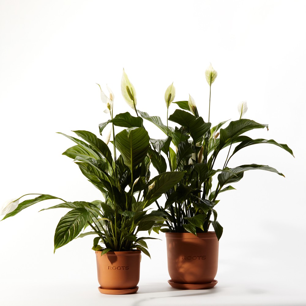 Спатифиллум Свит Чико