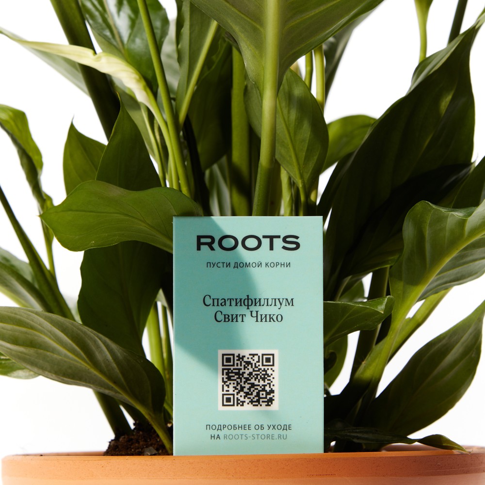 Спатифиллум Свит Чико