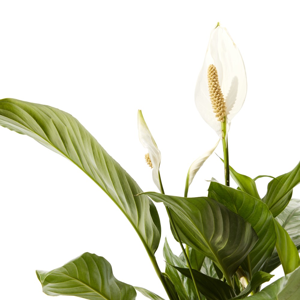 Спатифиллум Свит Чико