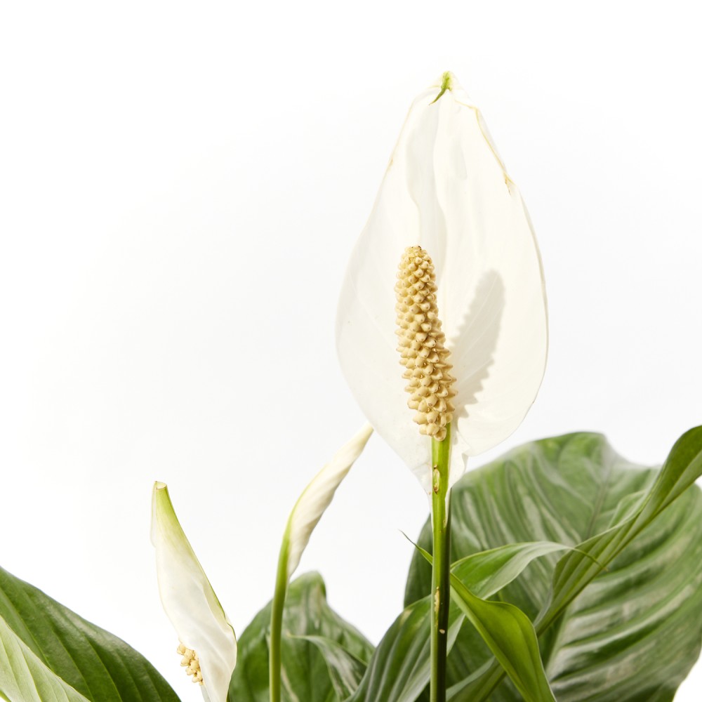 Спатифиллум Свит Чико