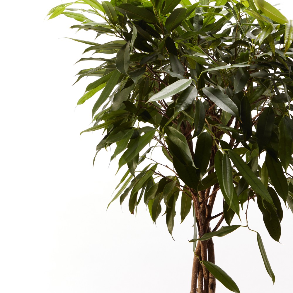 Фикус Амстел Кинг