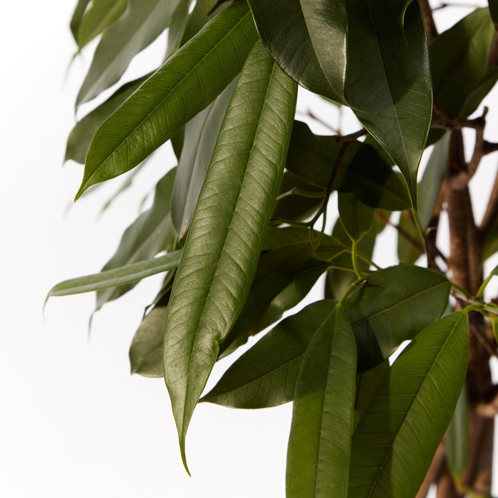 Фикус Амстел Кинг