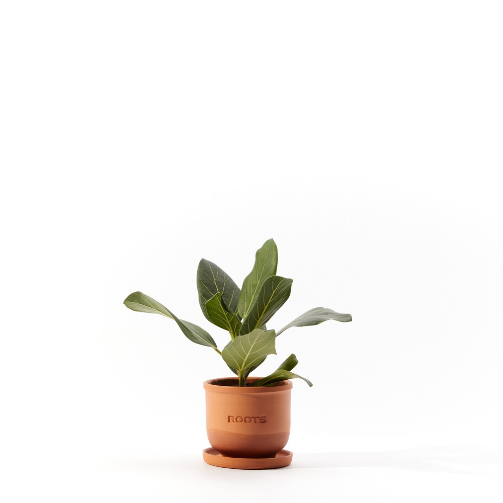 Фикус бенгальский Фикус бенгальский