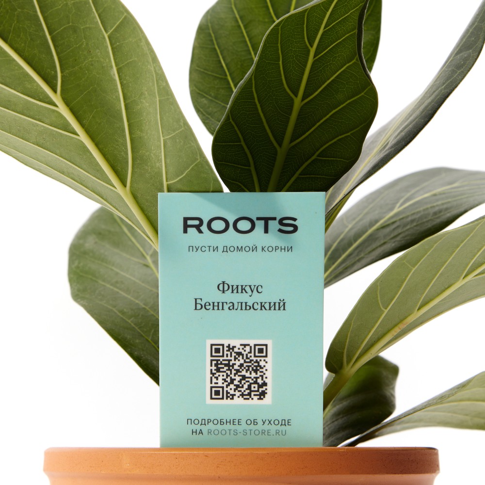 Фикус бенгальский