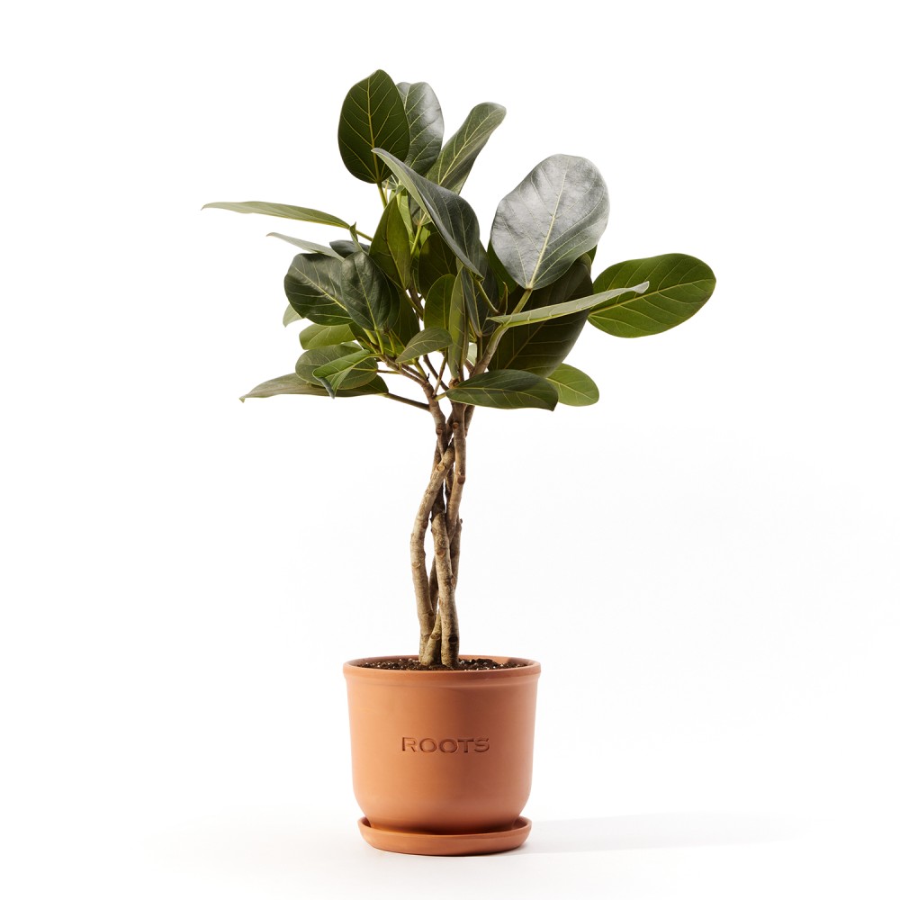 Фикус бенгальский