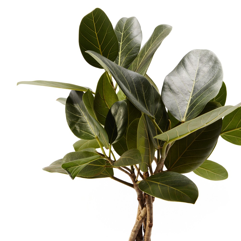 Фикус бенгальский