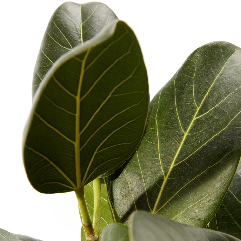 Фикус бенгальский