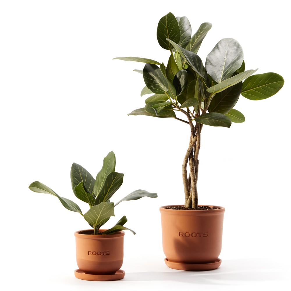 Фикус бенгальский