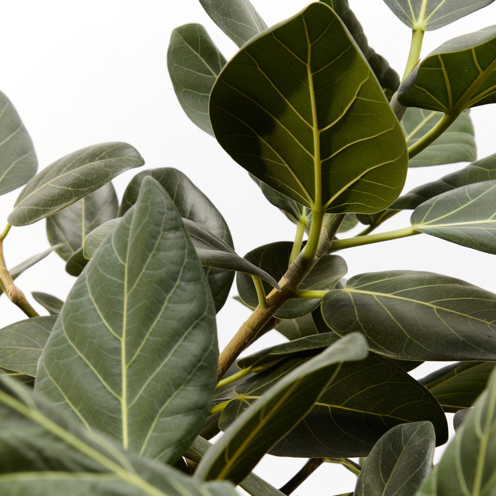 Фикус бенгальский