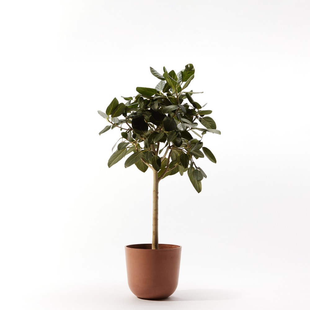 Фикус бенгальский