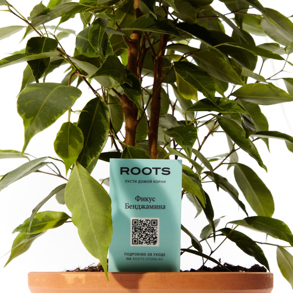 Фикус Бенджамина Фикус Бенджамина