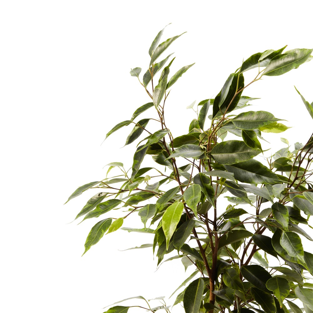 Фикус Бенджамина Фикус Бенджамина