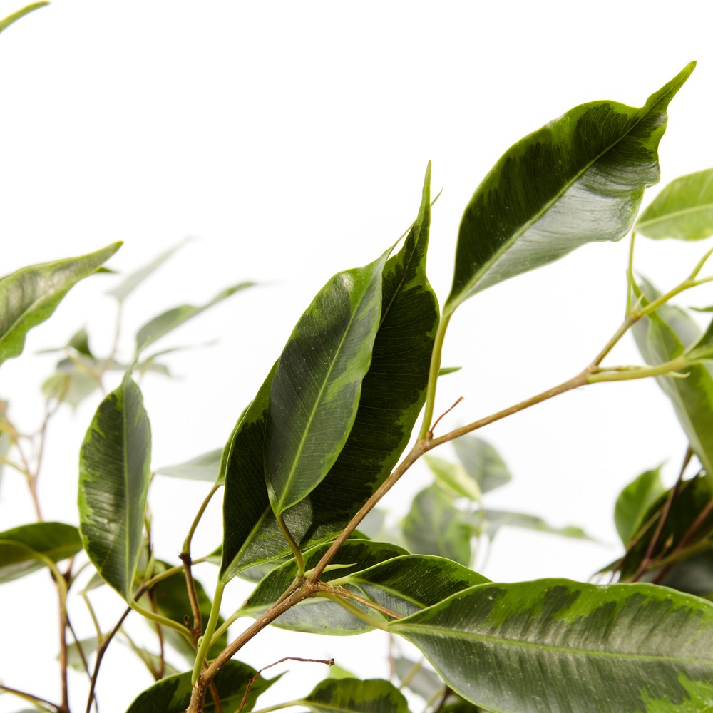 Фикус Бенджамина Фикус Бенджамина