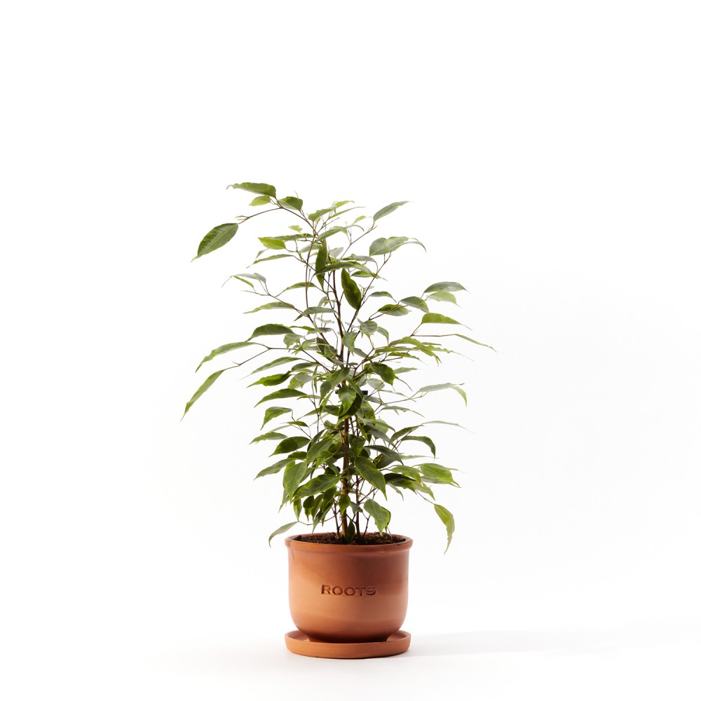 Фикус Бенджамина