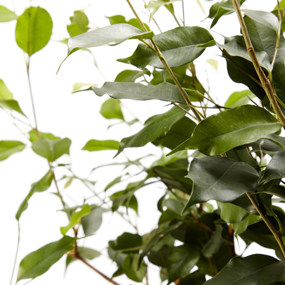 Фикус Бенджамина Фикус Бенджамина