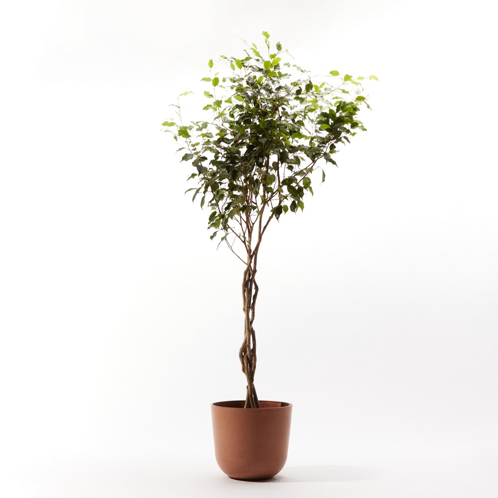 Фикус Бенджамина Фикус Бенджамина