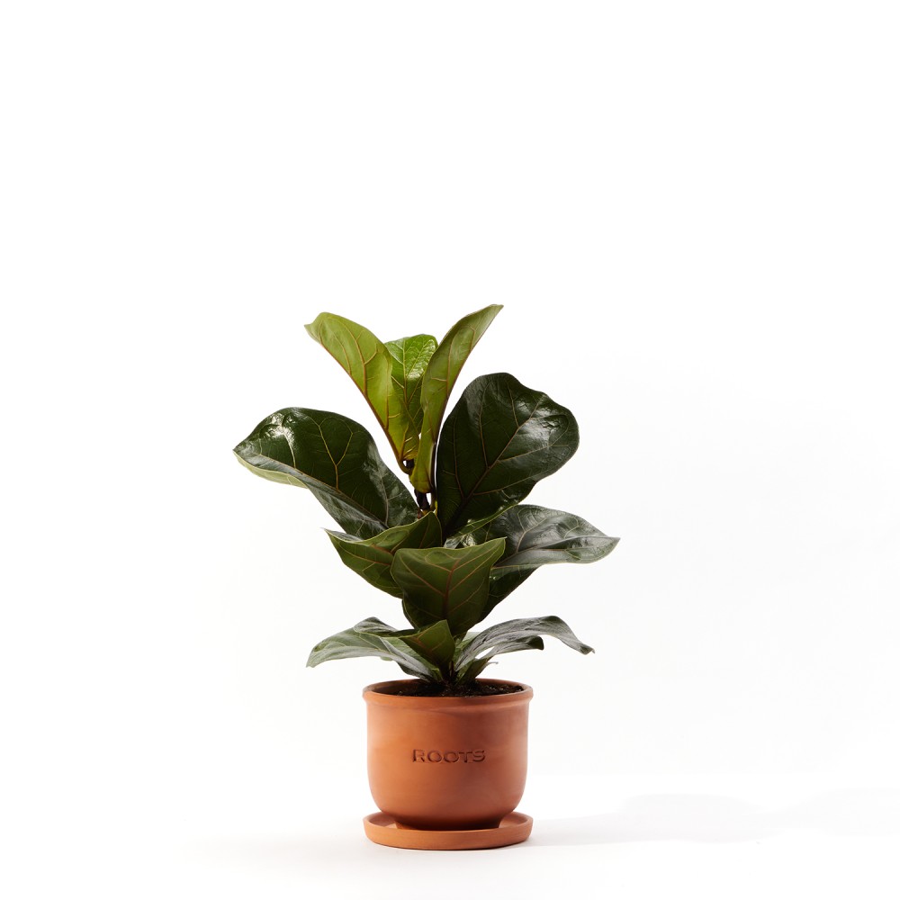 Фикус Лирата Фикус Лирата