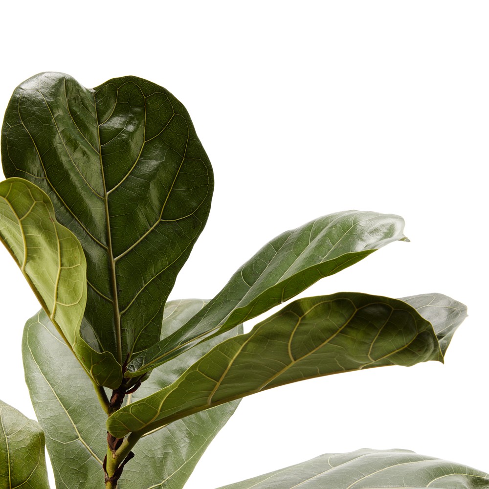 Фикус Лирата