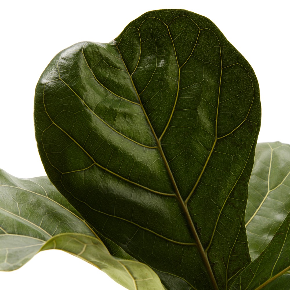 Фикус Лирата