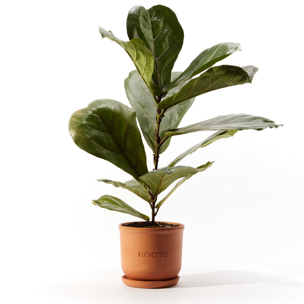 Фикус Лирата