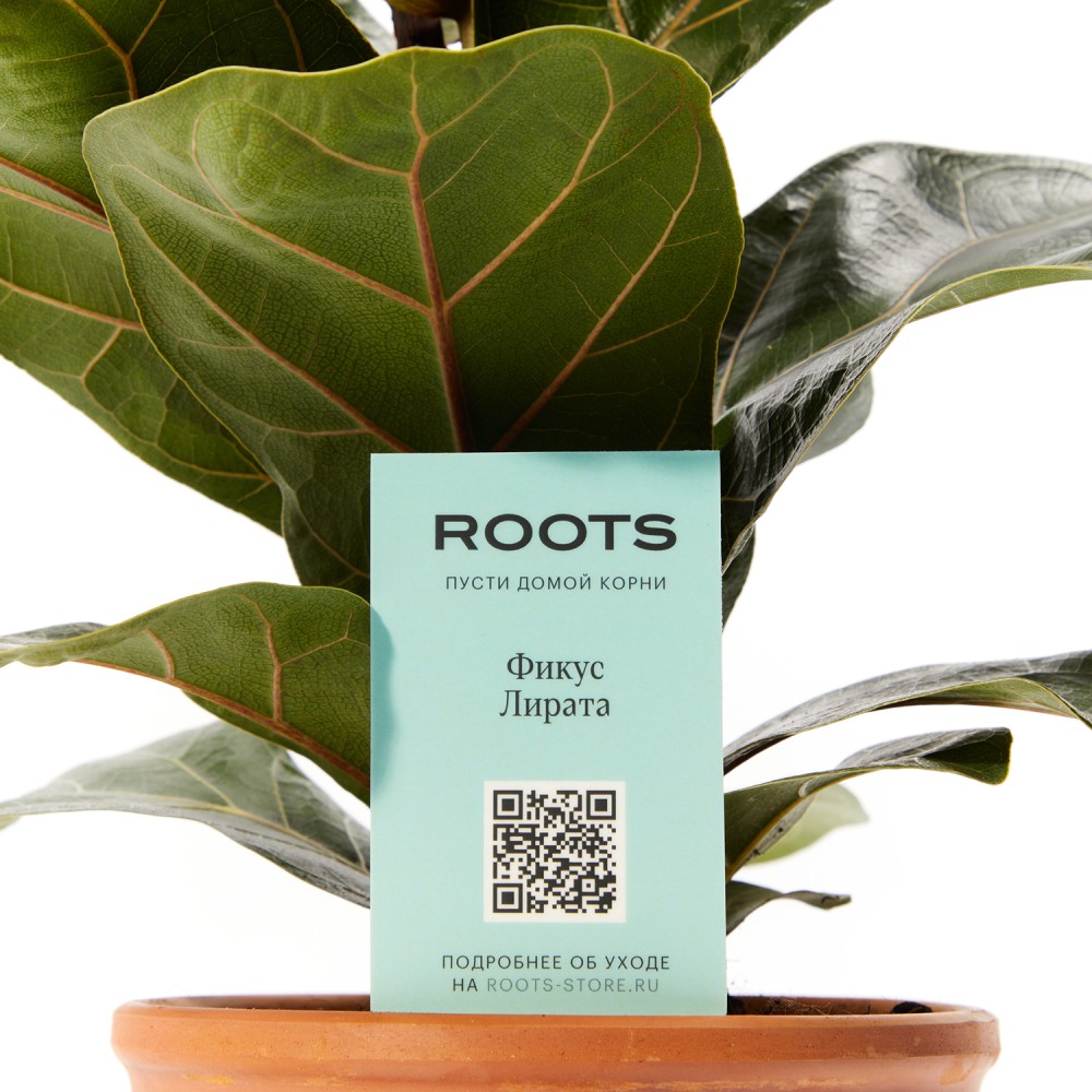 Фикус Лирата