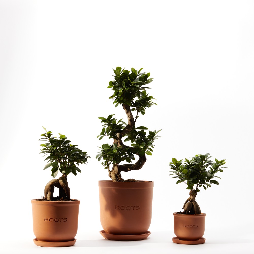 Фикус Микрокарпа Гинсенг