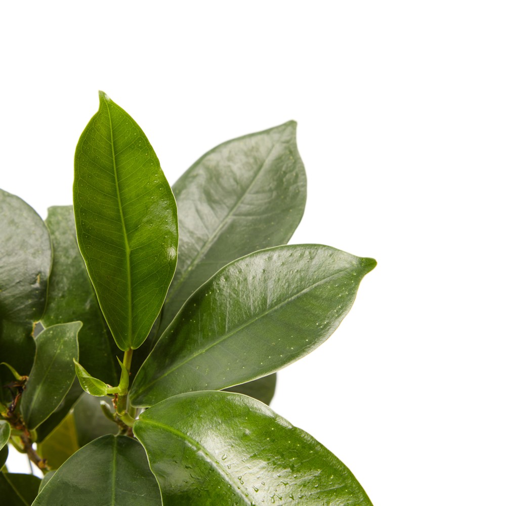 Фикус Микрокарпа Гинсенг