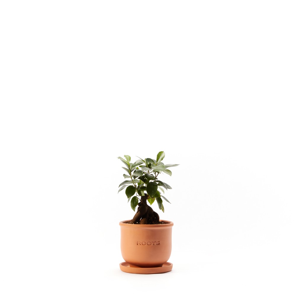 Фикус Микрокарпа Гинсенг