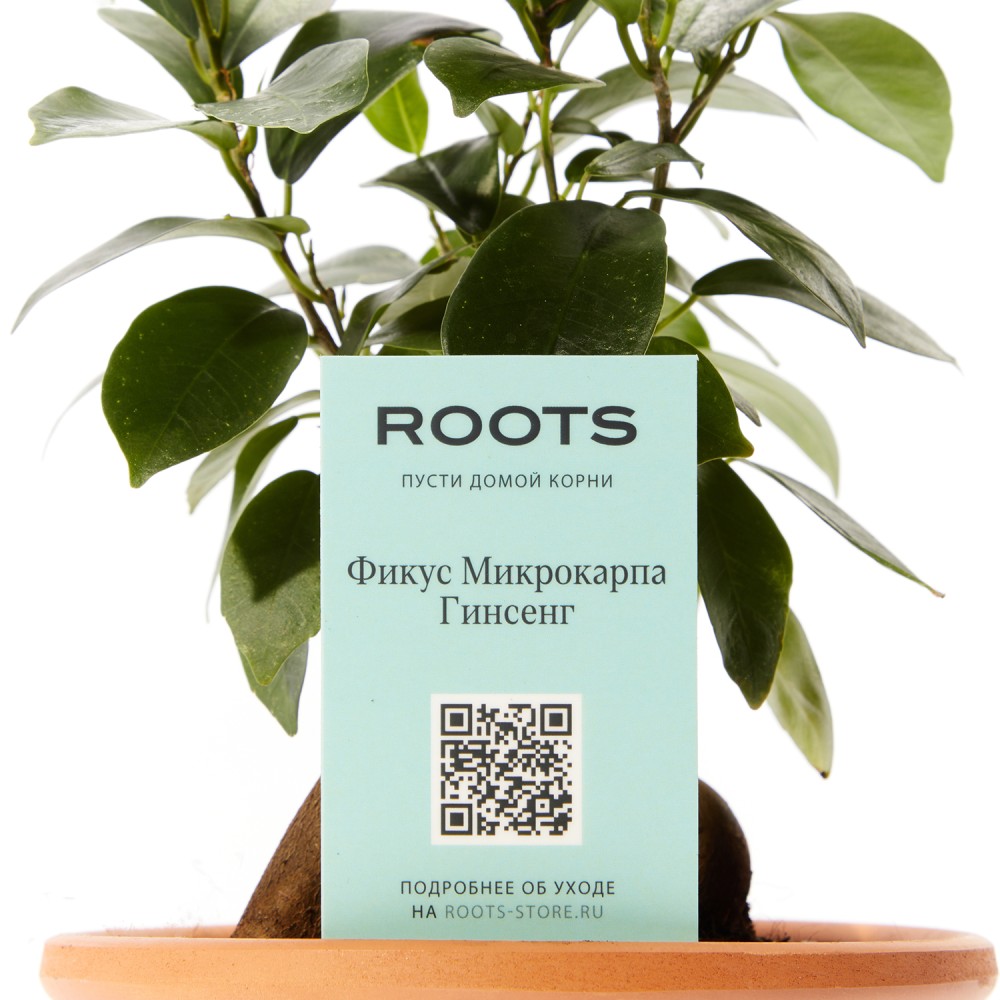 Фикус Микрокарпа Гинсенг Фикус Микрокарпа Гинсенг