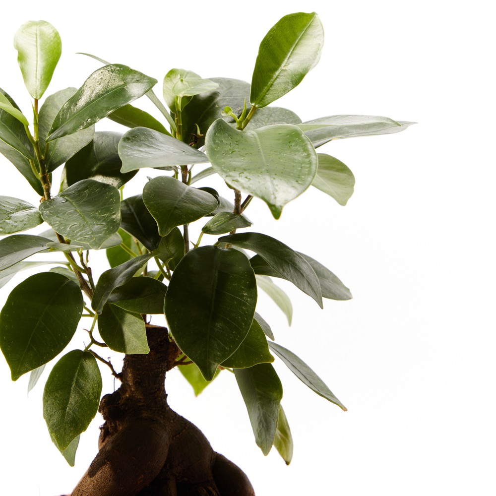 Фикус Микрокарпа Гинсенг Фикус Микрокарпа Гинсенг