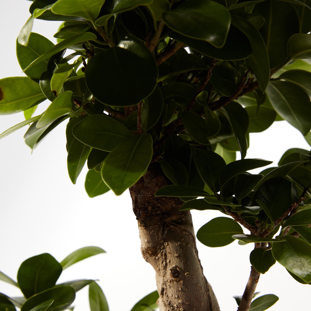 Фикус Микрокарпа Гинсенг Фикус Микрокарпа Гинсенг