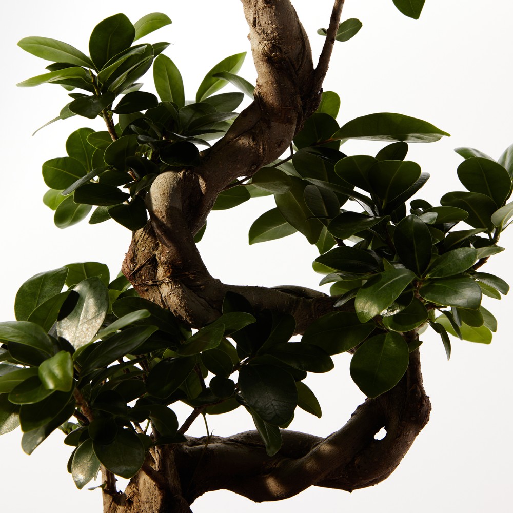 Фикус Микрокарпа Гинсенг Фикус Микрокарпа Гинсенг