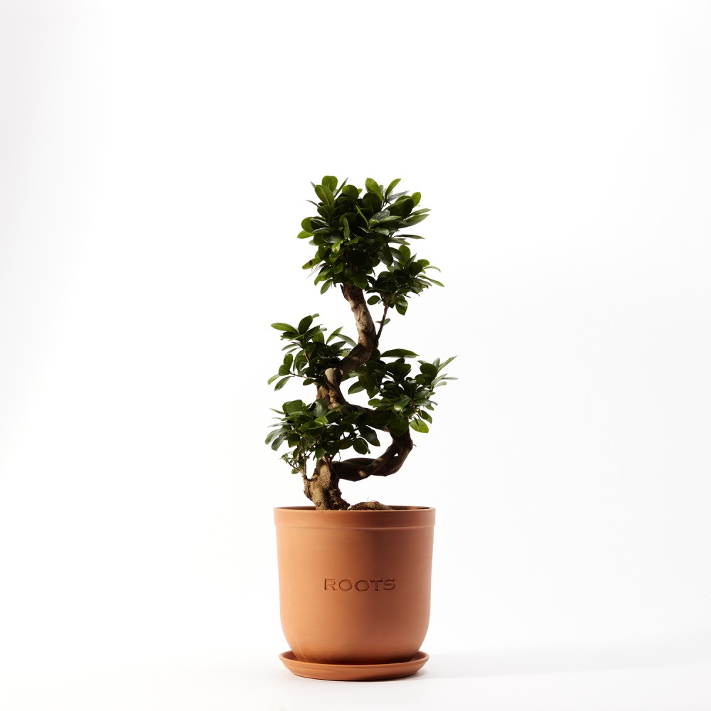 Фикус Микрокарпа Гинсенг Фикус Микрокарпа Гинсенг