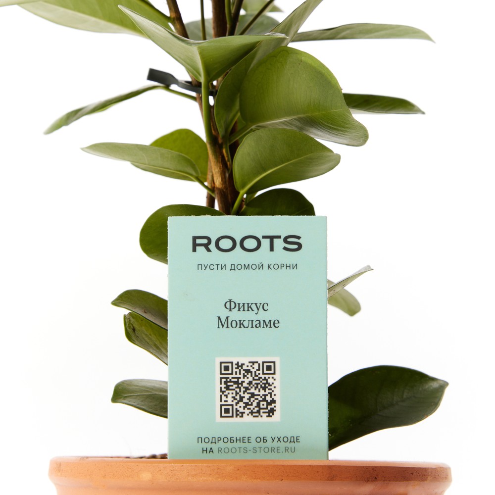 Фикус Мокламе