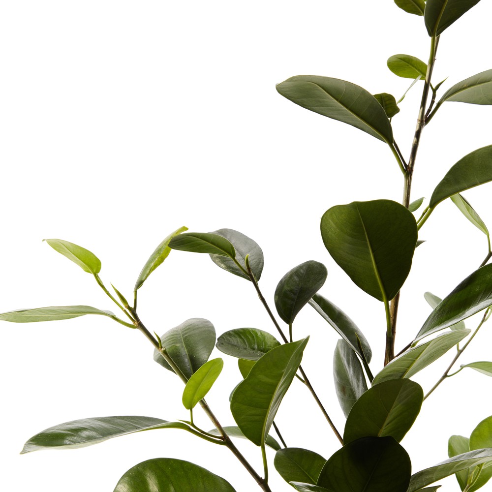 Фикус Мокламе