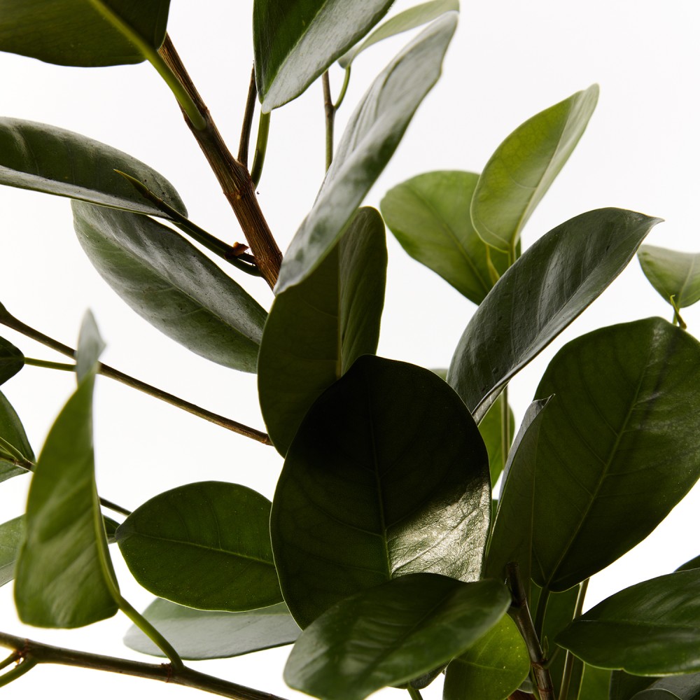 Фикус Мокламе