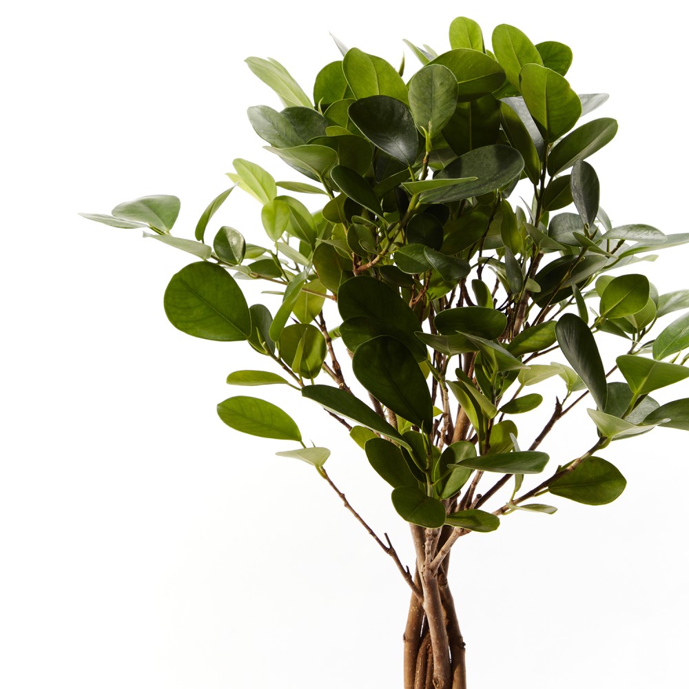 Фикус Мокламе Фикус Мокламе