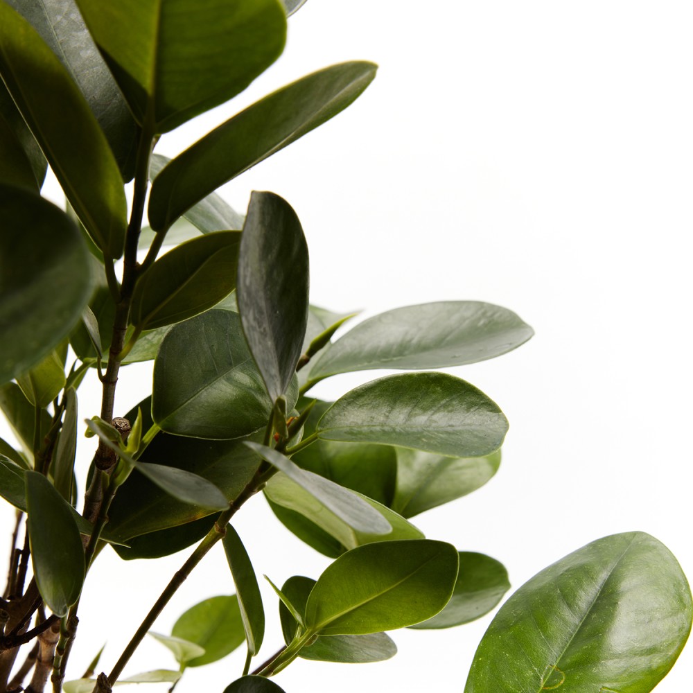 Фикус Мокламе Фикус Мокламе