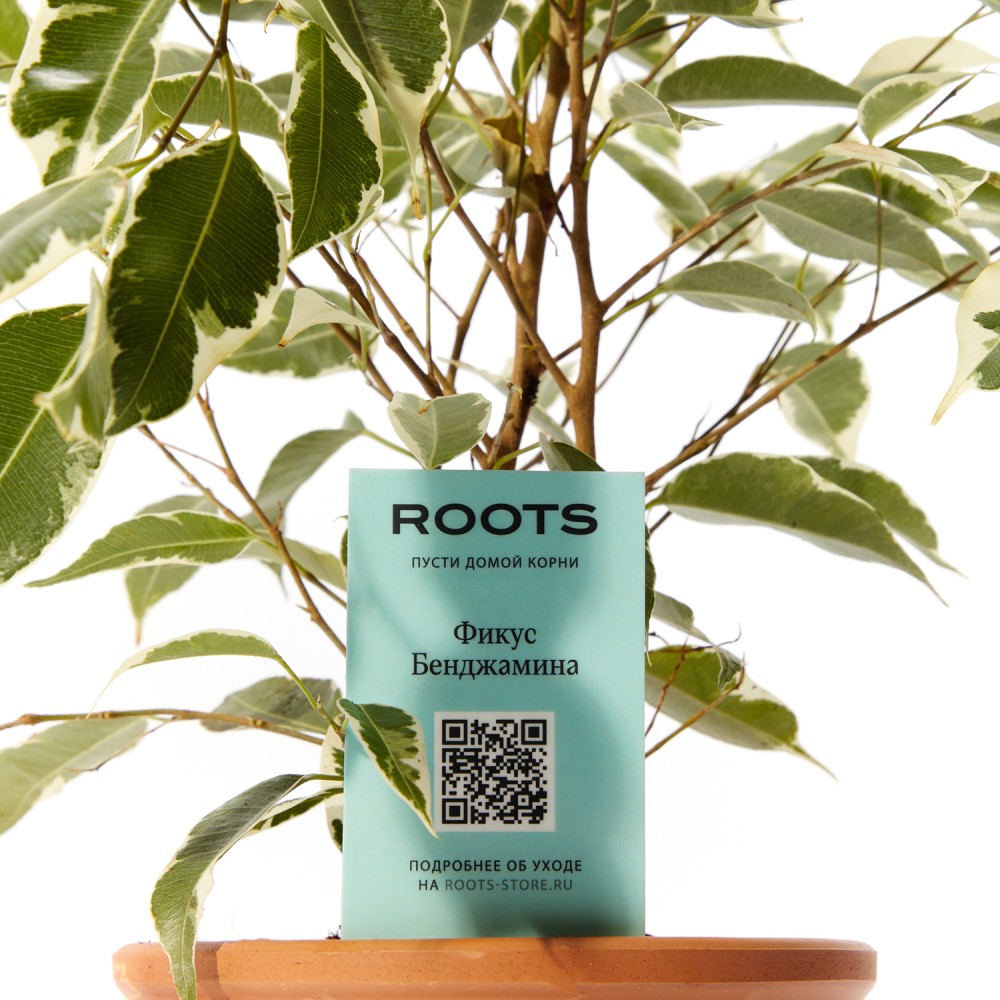 Фикус Бенджамина Твилайт Фикус Бенджамина Твилайт