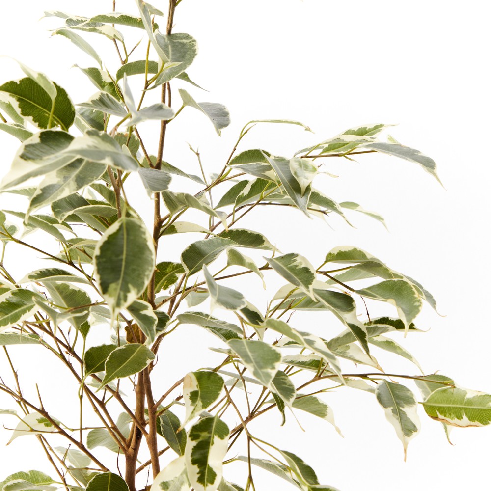 Фикус Бенджамина Твилайт Фикус Бенджамина Твилайт