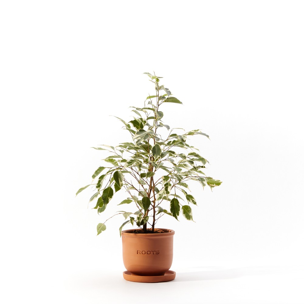 Фикус Бенджамина Твилайт Фикус Бенджамина Твилайт