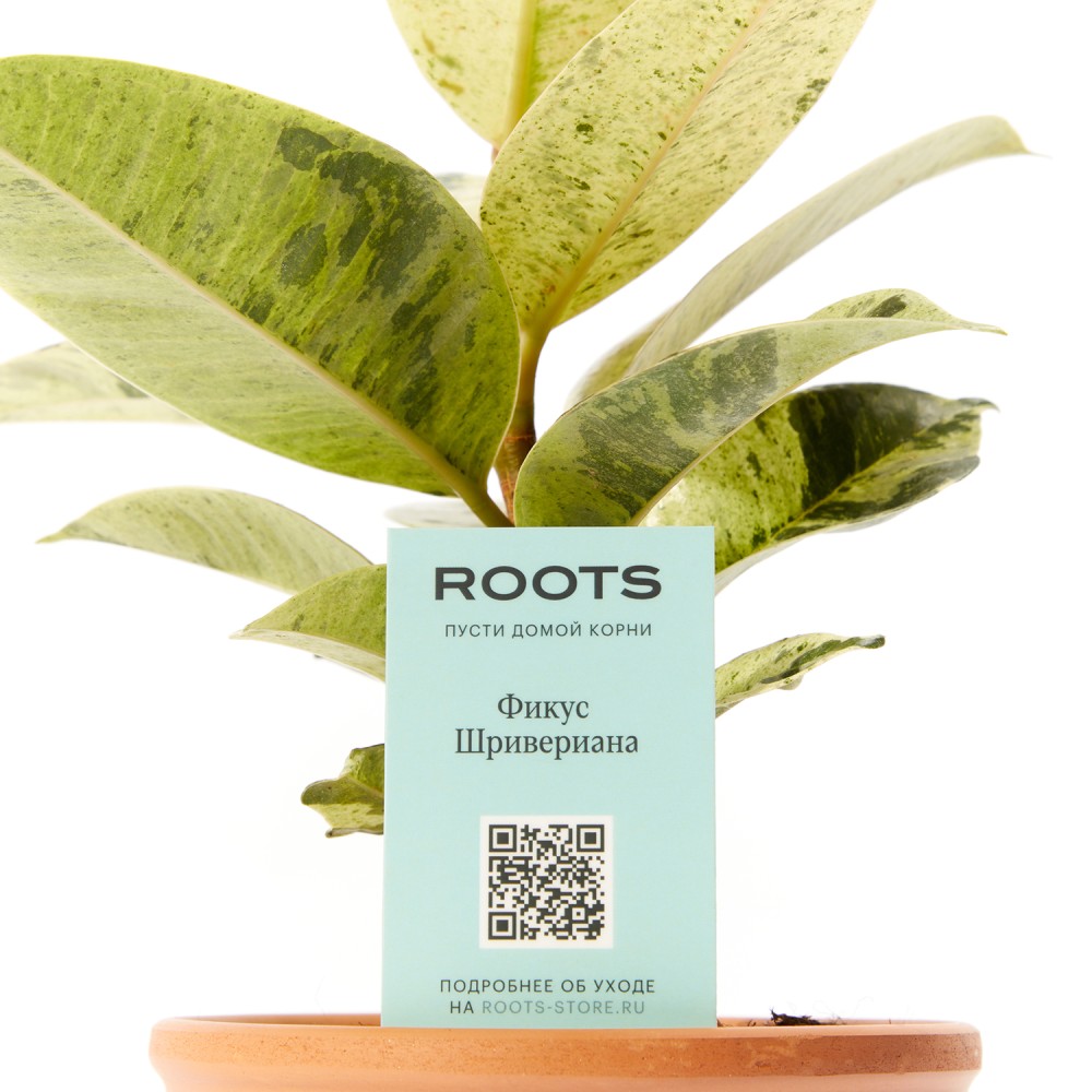 Фикус Шривериана Фикус Шривериана